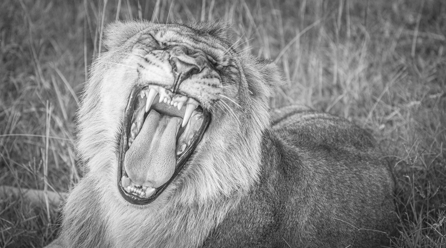 Black and white fine photography print of a yawning lion in the Maasai Mara National Reserve in Kenya, Africa. 