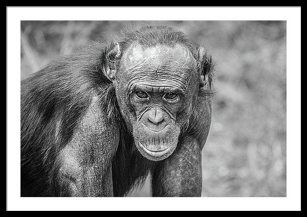 Framed black and white fine photography print of a Bonobo Great Ape staring at the photographer in Lola Ya Bonobo Sancturary in the Democratic Republic of the Congo.