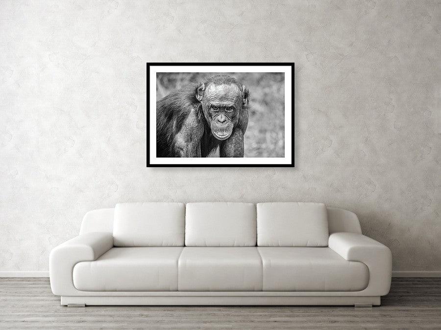 Framed fine photography print and black and white wall art of a Bonobo Great Ape staring at the photographer in Lola Ya Bonobo Sancturary in the Democratic Republic of the Congo.