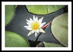 Framed fine photographic and art print of a flower blossom budding from a clump of green lily pads in Chobe National Park in Botswana, Africa.