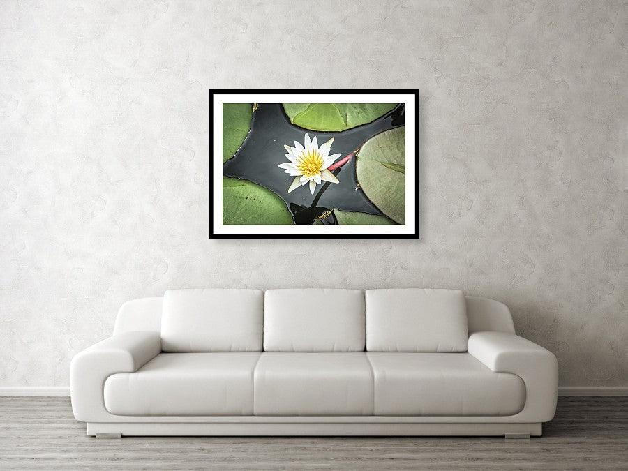 Framed fine photographic and wall art print of a flower blossom budding from a clump of green lily pads in Chobe National Park in Botswana, Africa.