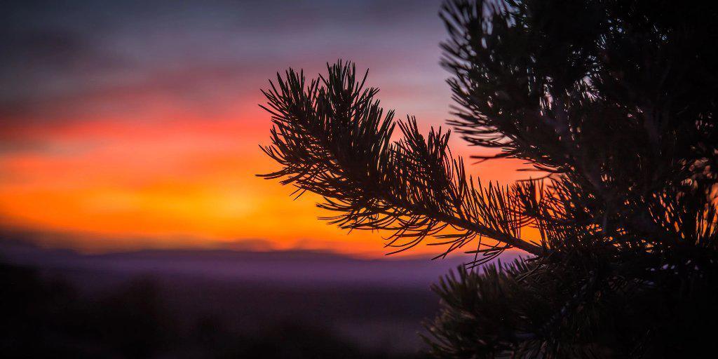 Fine photographic and art print of a vibrant orange and purple sunset in the background of a pine tree limb silhouette in Canyonlands National Park in Utah.  