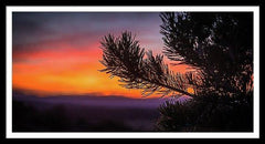 Framed fine photographic and art print of a vibrant orange and purple sunset in the background of a pine tree limb silhouette in Canyonlands National Park in Utah.  