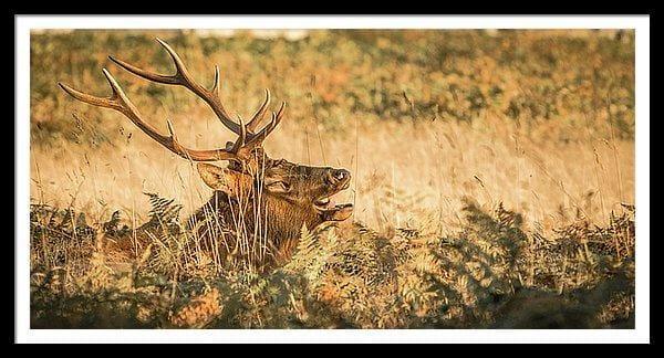 Framed fine photographic and art print of a Roosevelt elk growling in golden field at Redwoods National Park.