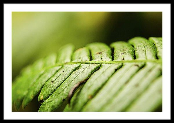 Framed fine photography print of a close up lusciously green fern growing in Olympic National Park.