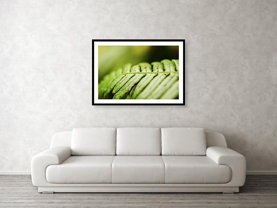 Framed fine photography print and wall art of a close up lusciously green fern growing in Olympic National Park.