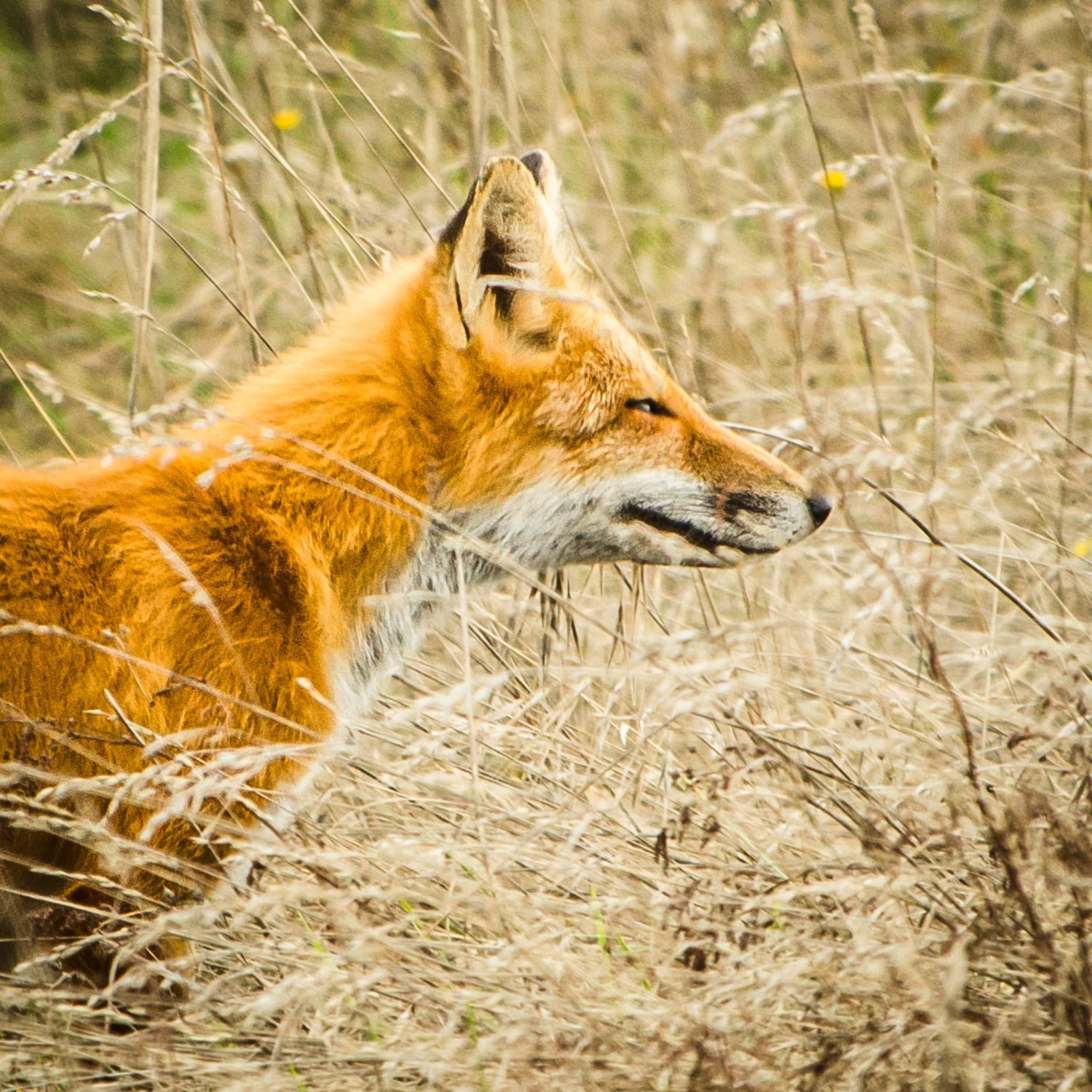 Fox Hunt - Photography Prints - adventure animal Fox Island national park