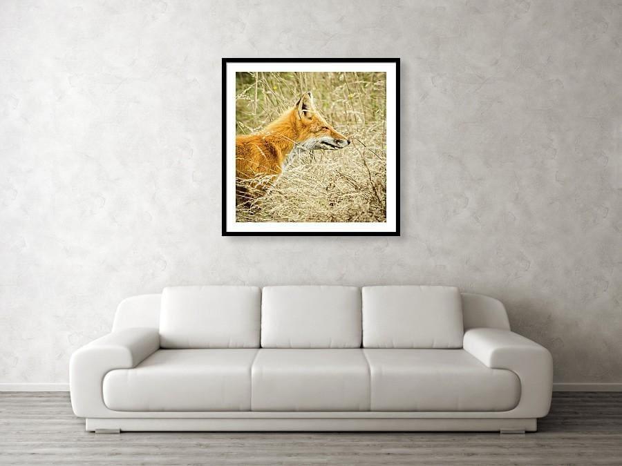 Fox Hunt - Photography Prints - adventure animal Fox Island national park