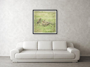 Framed fine photographic and wall art print of two male cheetahs fighting for the attention of a female cheetah while roaming the Serengeti National Park in Tanzania.