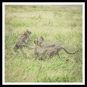 Framed fine photographic and art print of two male cheetahs fighting for the attention of a female cheetah while roaming the Serengeti National Park in Tanzania.