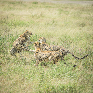 Fine photographic and art print of two male cheetahs fighting for the attention of a female cheetah while roaming the Serengeti National Park in Tanzania.