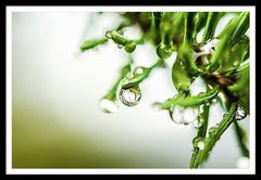 Framed fine photographic and fine art print of mirror raindrop dripping from evergreen pine, reflecting its surrounding, distorting the Alaskan backcountry of Wrangell St Elias National Park.