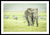 Framed fine photographic and art print of a wild elephant grazing the Ngorongoro Crater in Tanzania as a pack of zebra run orderly in the other direction.