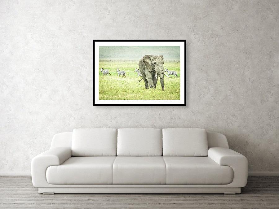 Framed fine photographic and wall art print of a wild elephant grazing the Ngorongoro Crater in Tanzania as a pack of zebra run orderly in the other direction.