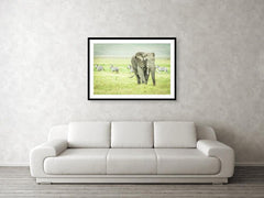 Framed fine photographic and wall art print of a wild elephant grazing the Ngorongoro Crater in Tanzania as a pack of zebra run orderly in the other direction.