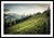 Framed fine photographic and art print of an evening walk along the sunkissed Washington Section of the Pacific Crest Trail north of Hart's Pass.